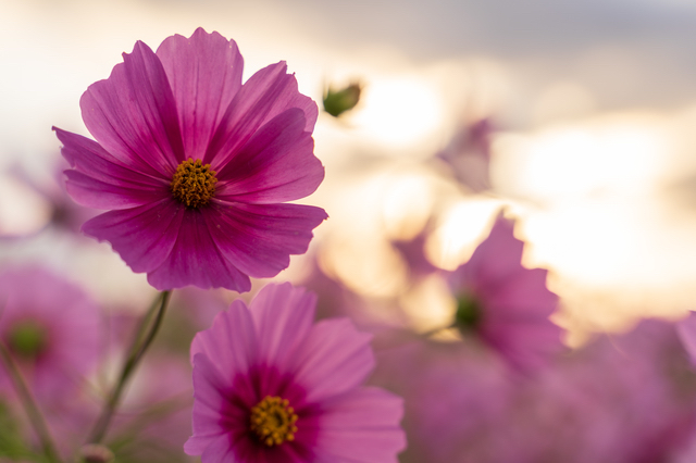 花の咲く時期