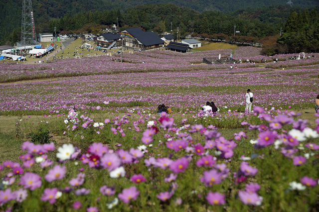 スキー場のゲレンデが一面花畑になる