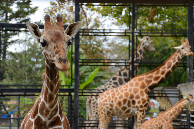 宇都宮動物園