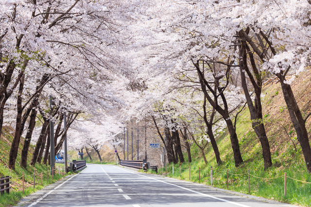 日光街道桜並木