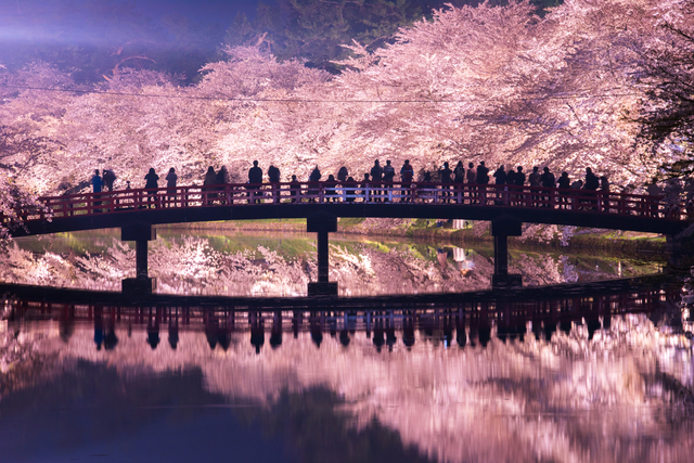 弘前公園の桜