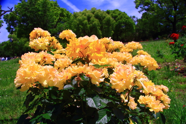 尼崎農業公園に咲くバラの花