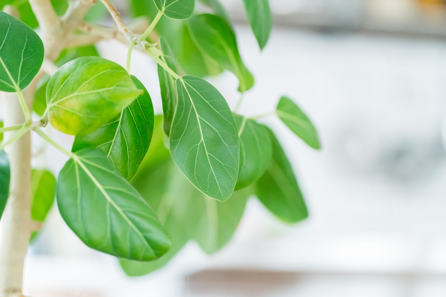 自宅にある観葉植物