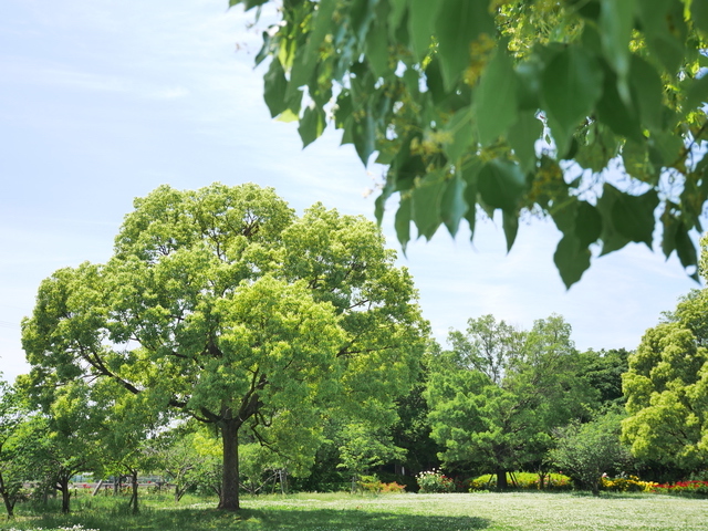 初夏の尼崎農業公園