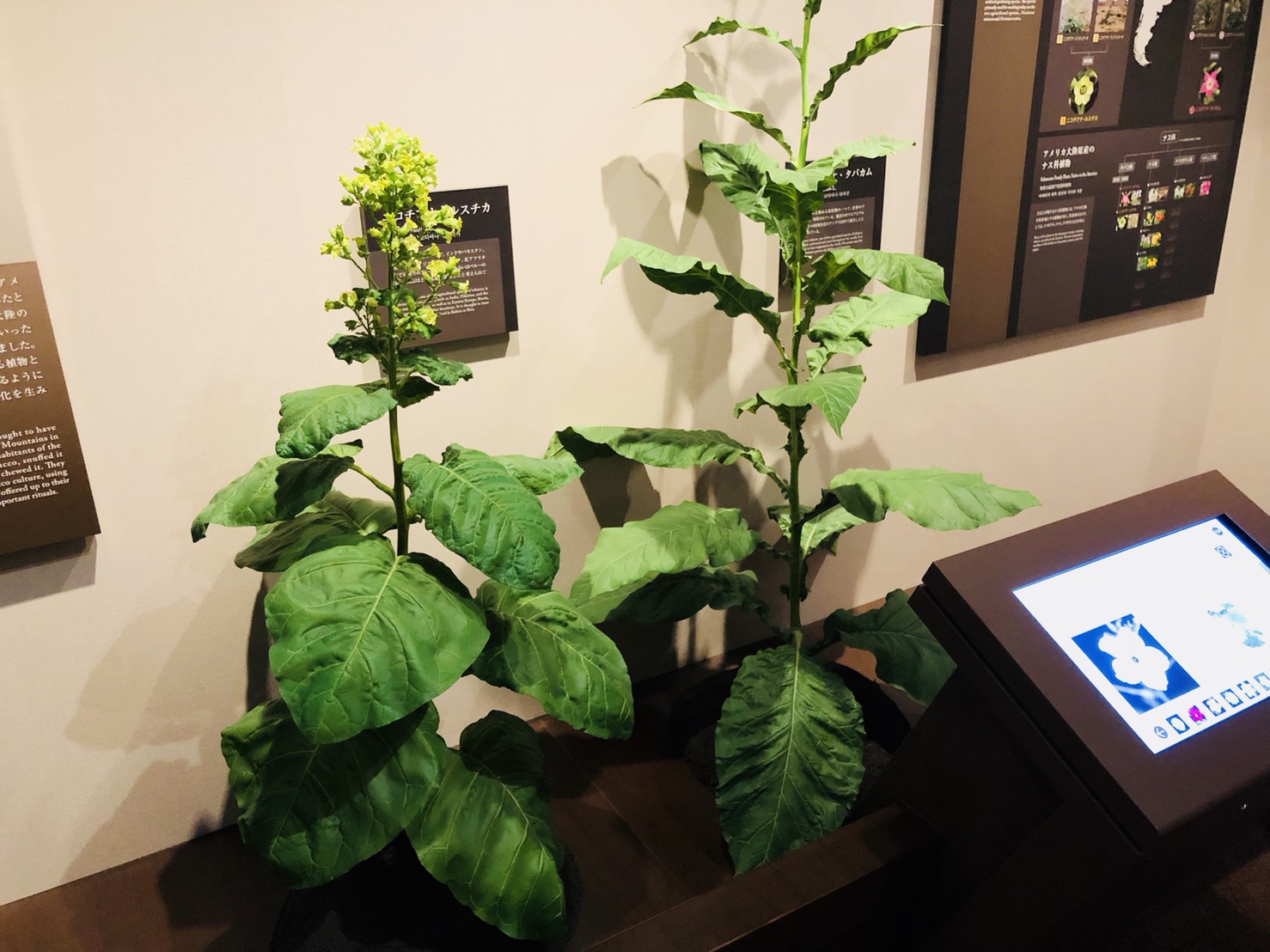 タバコの葉として用いられた植物