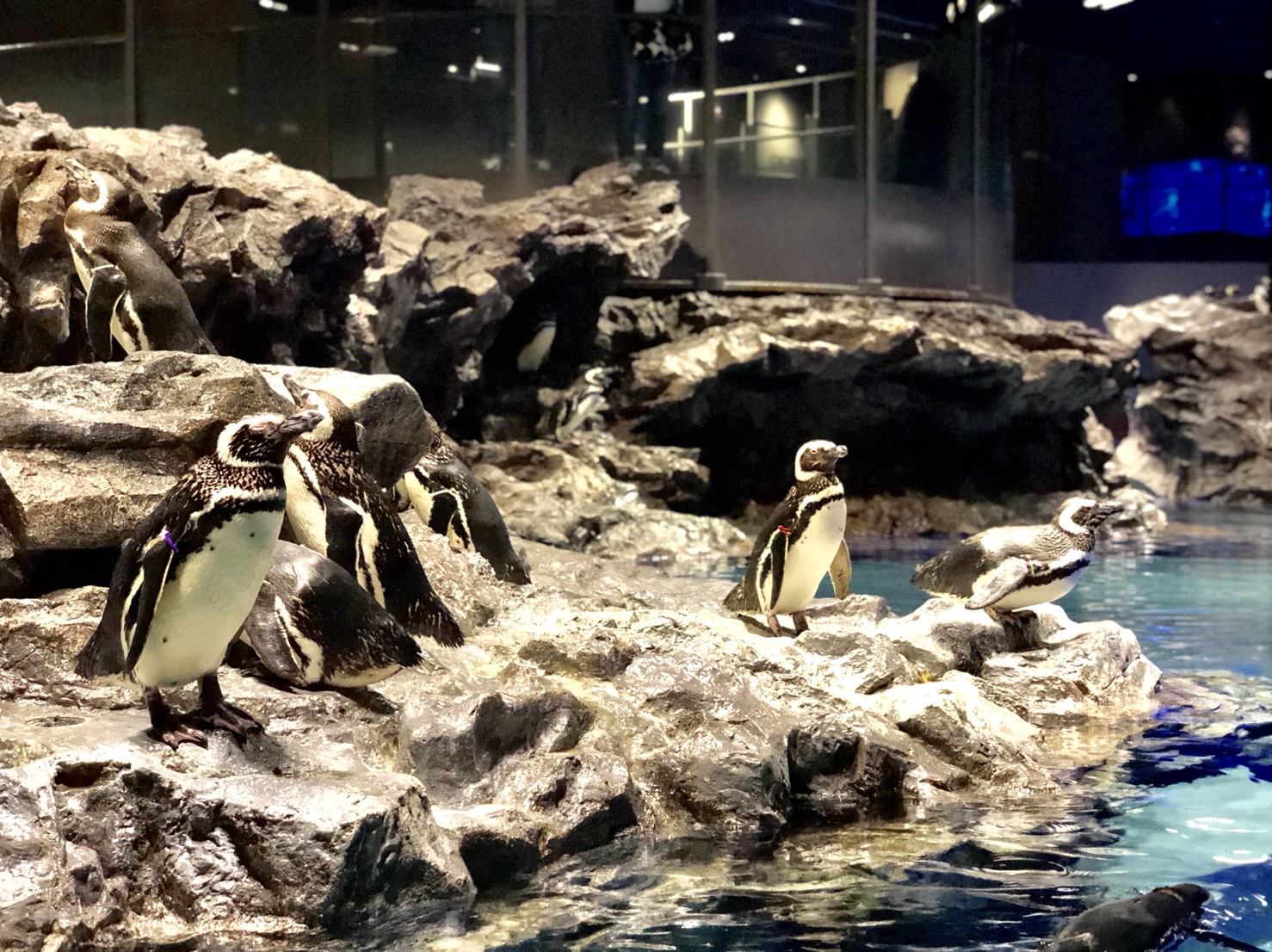 すみだ水族館のペンギン