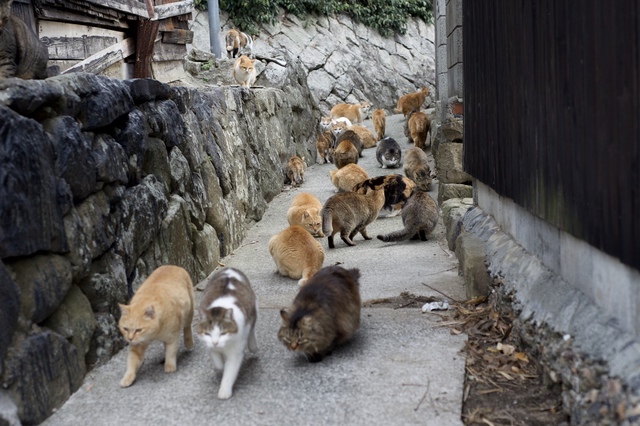 青島で暮らす猫