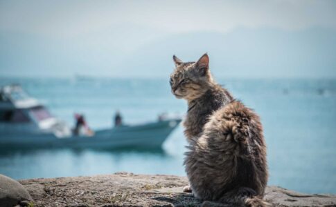 青島の猫