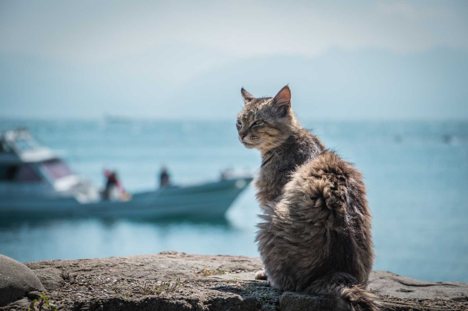 青島の猫