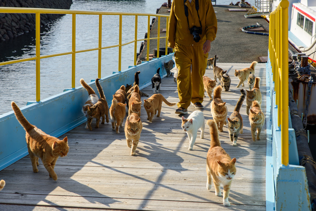 猫島（愛媛・青島）