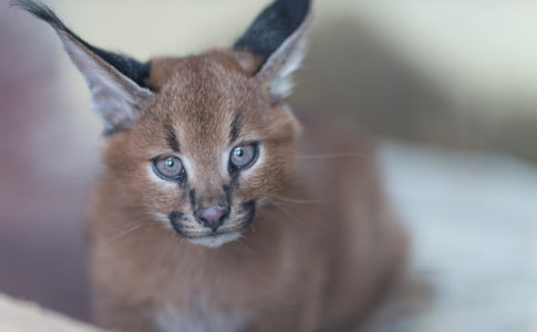 カラカル（福山市立動物園）