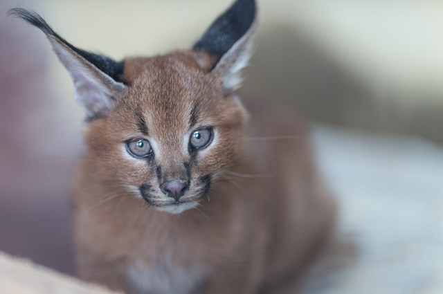 カラカル（福山市立動物園）