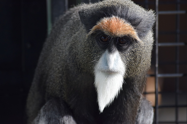 ブラッザモンキー（福山市立動物園）