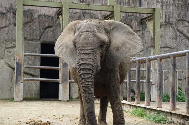 動物園の像