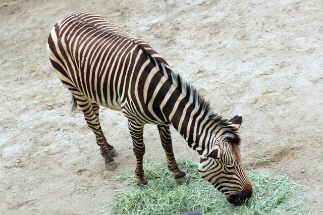 ハートマンヤマシマウマ（福山市立動物園）