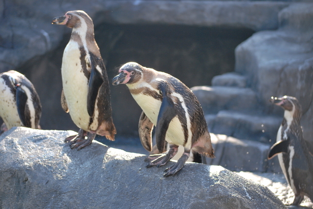 ペンギン（福山市立動物園）