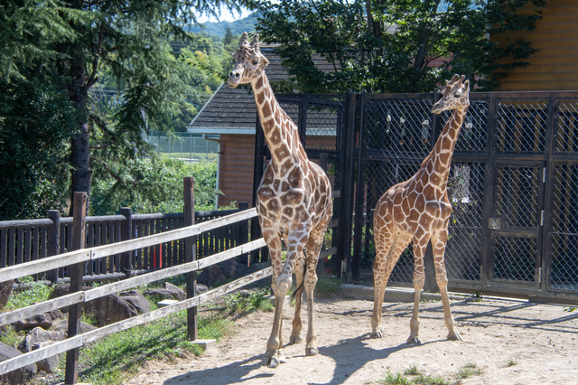 アミメキリン（福山市立動物園）