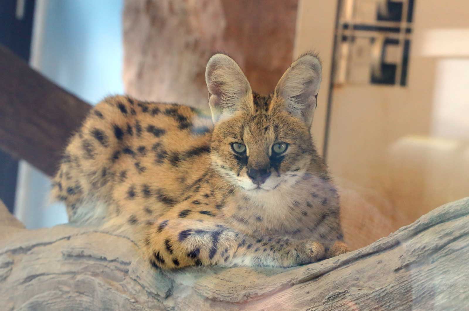 サーバル（福山市立動物園）