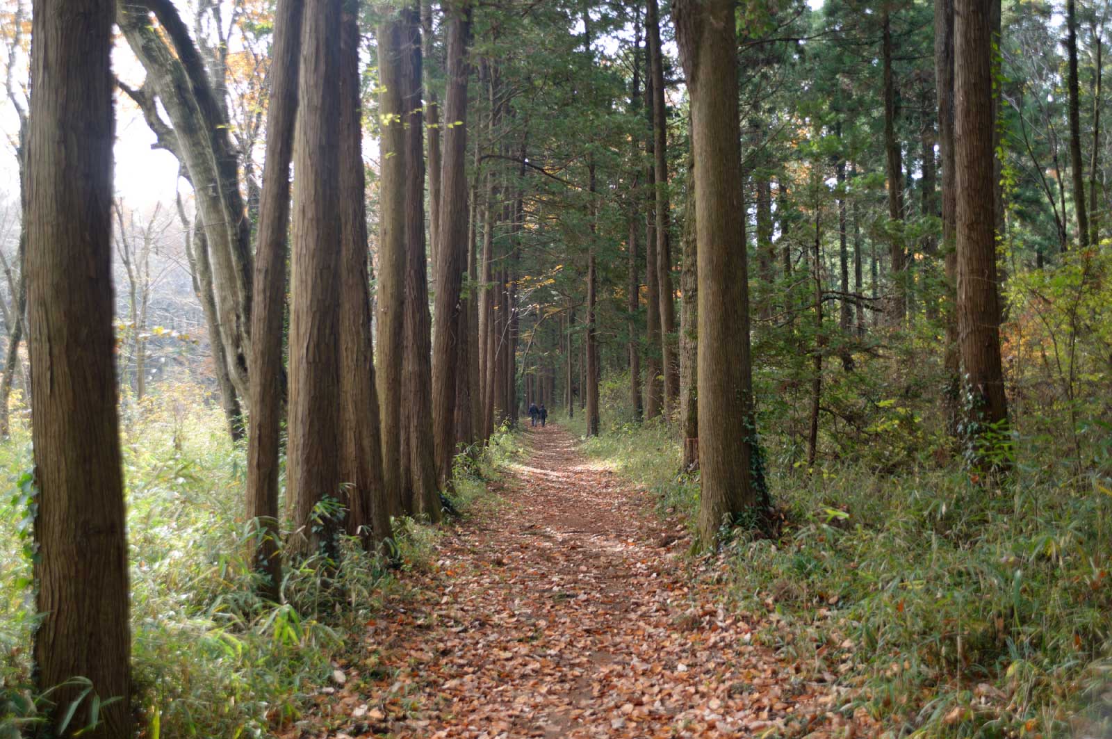 県民の森