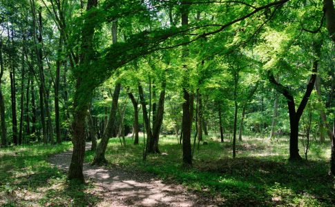 船橋県民の森