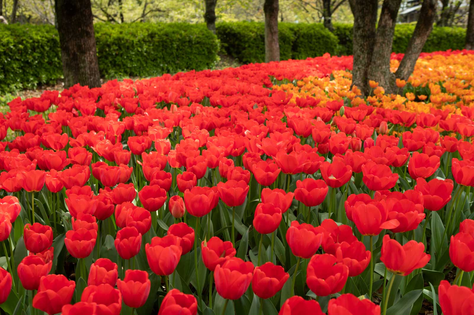 岐阜の花スポット