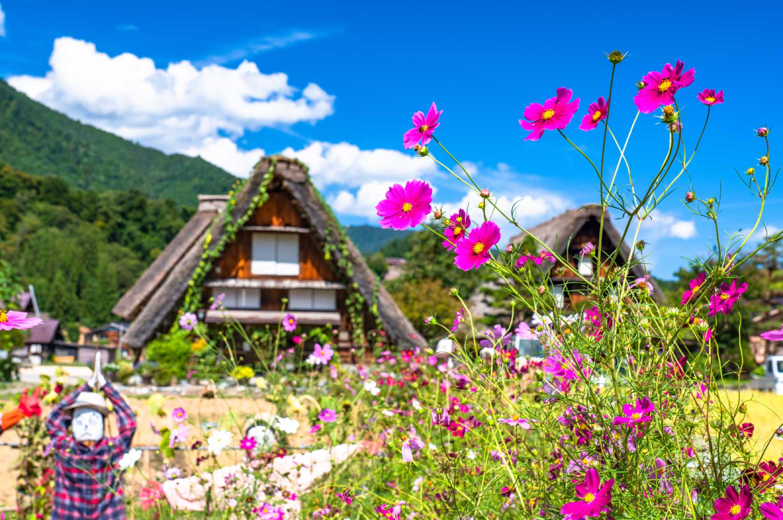 岐阜の花スポット