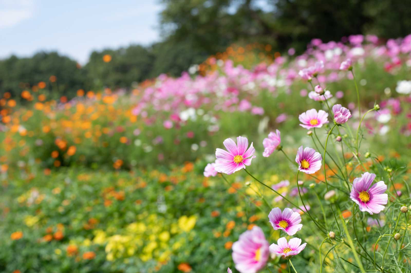 花盛りのシーズン