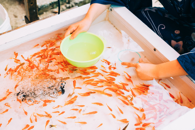 夏祭りの金魚すくい