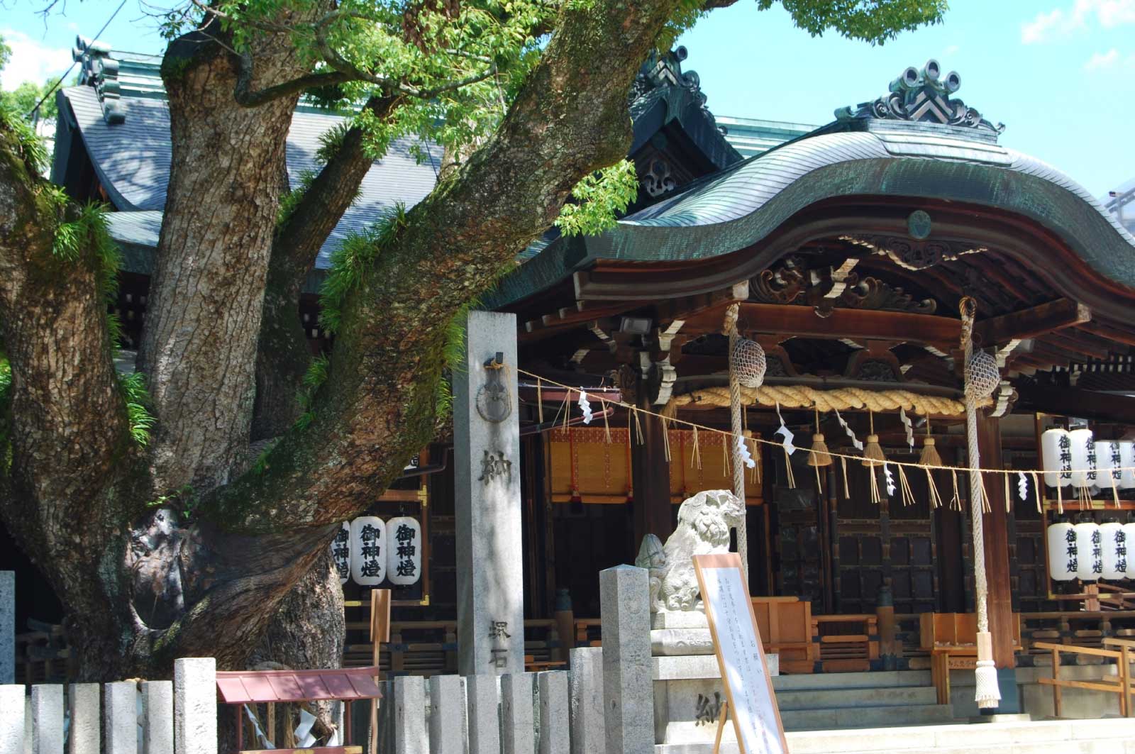 石切劔箭神社（東大阪）のくすの木