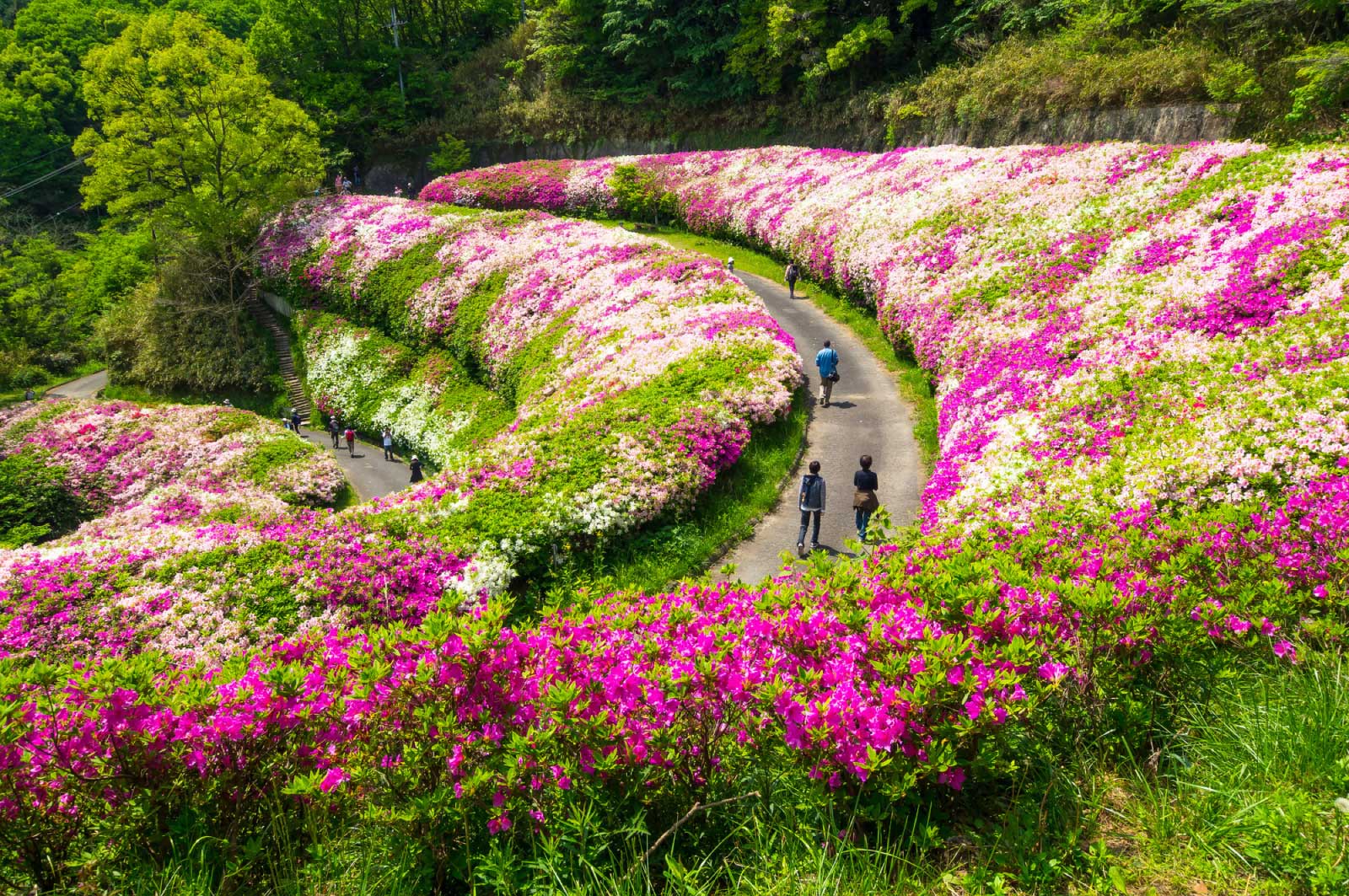 なるかわ園地のツツジ