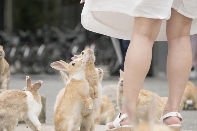 ウサギが生息