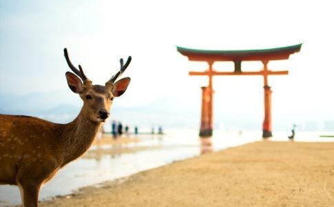 かわいらしい鹿が出迎えてくれる