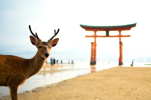 かわいらしい鹿が出迎えてくれる