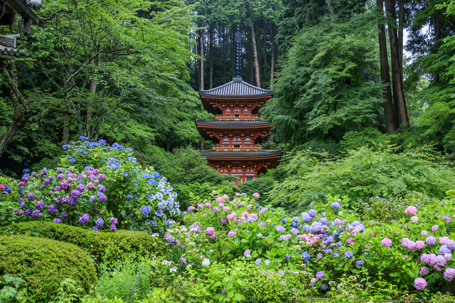 岩船寺と紫陽花（京都）