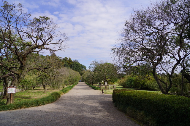 都市公園世界2位の面積を誇る偕楽園（茨城）