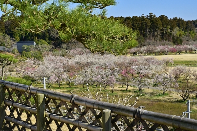 梅の咲く庭園