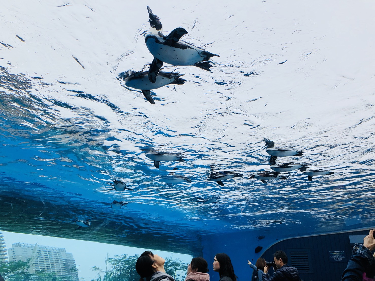 サンシャイン水族館のペンギン