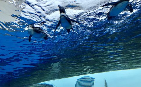 サンシャイン水族館