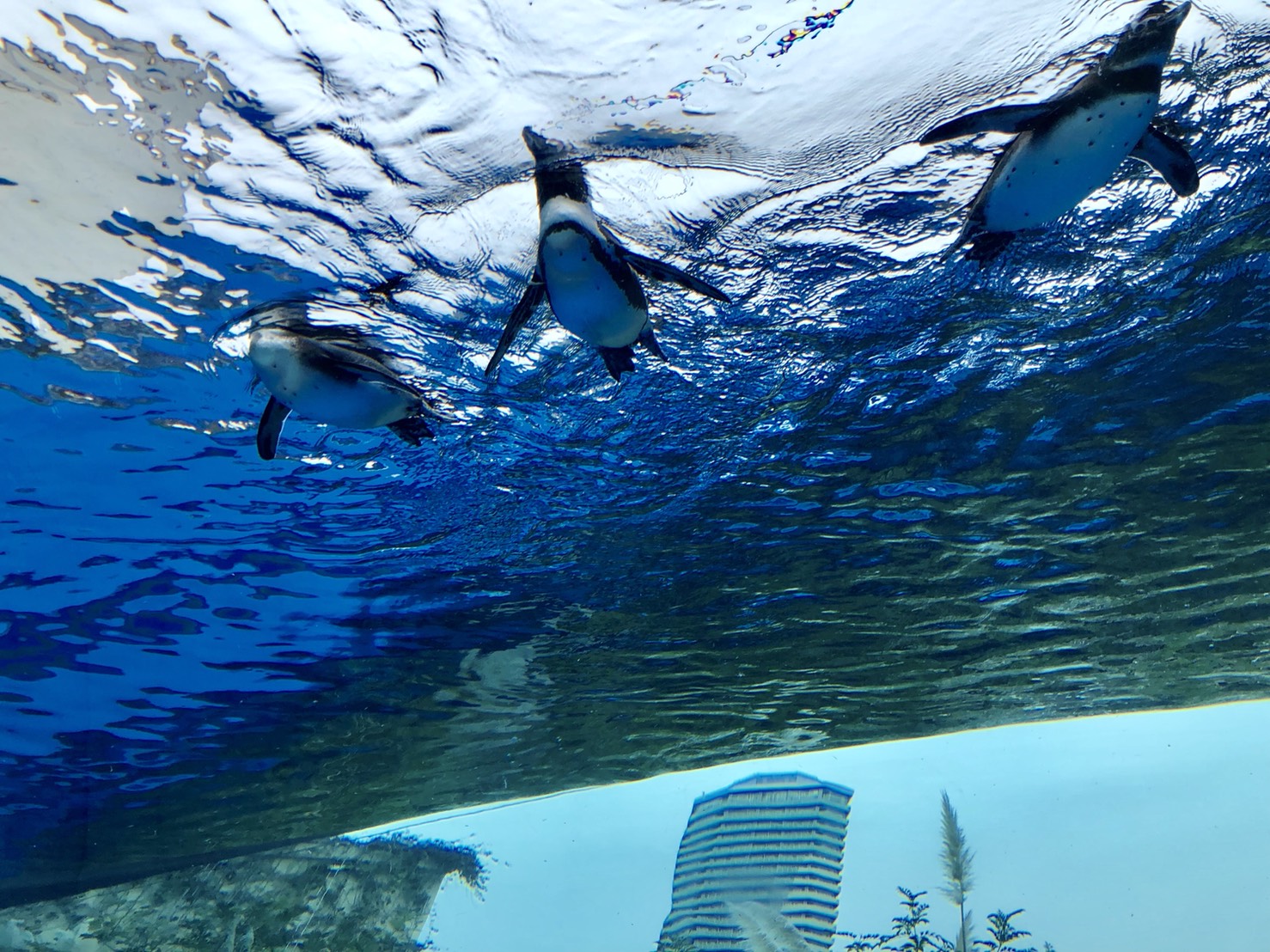 サンシャイン水族館