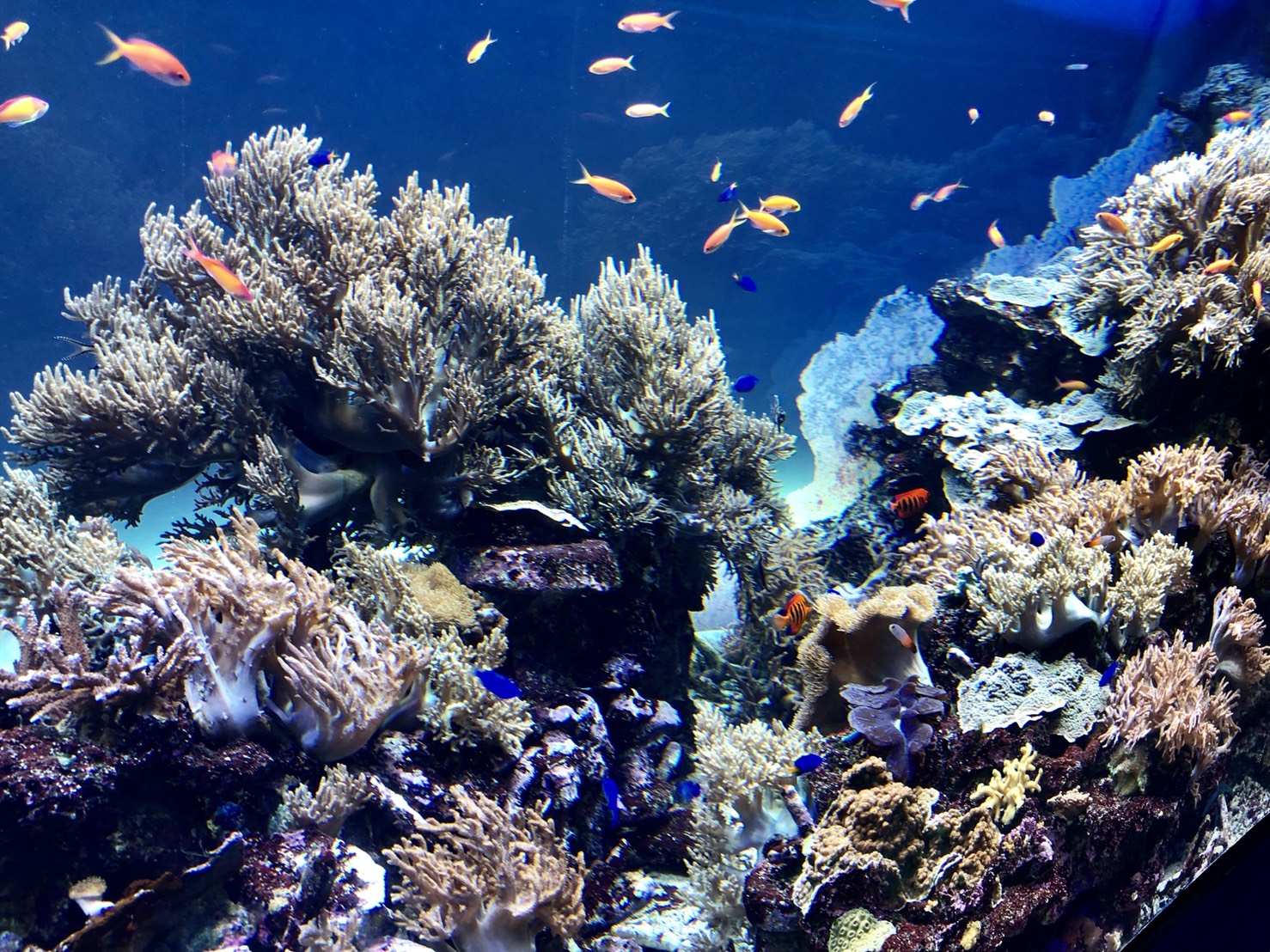 サンシャイン水族館・水槽