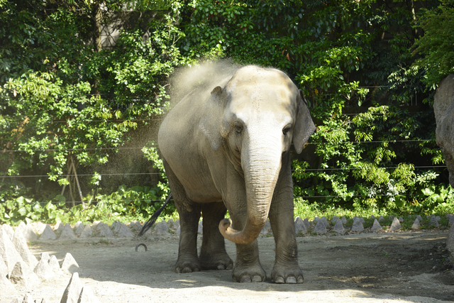 動物園の像