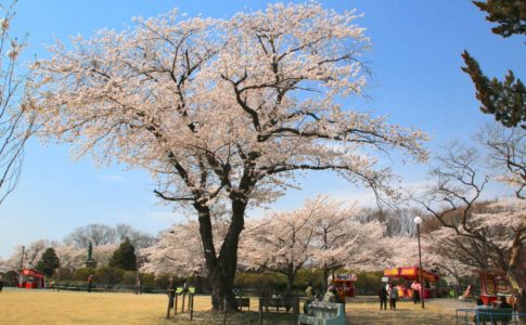 松ヶ岡公園