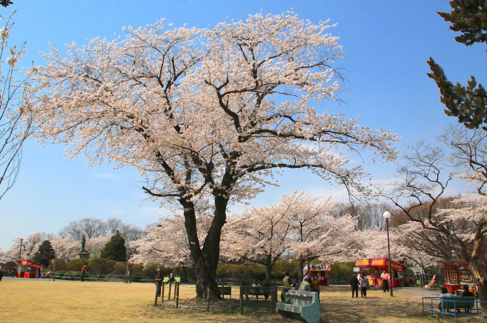 松ヶ岡公園