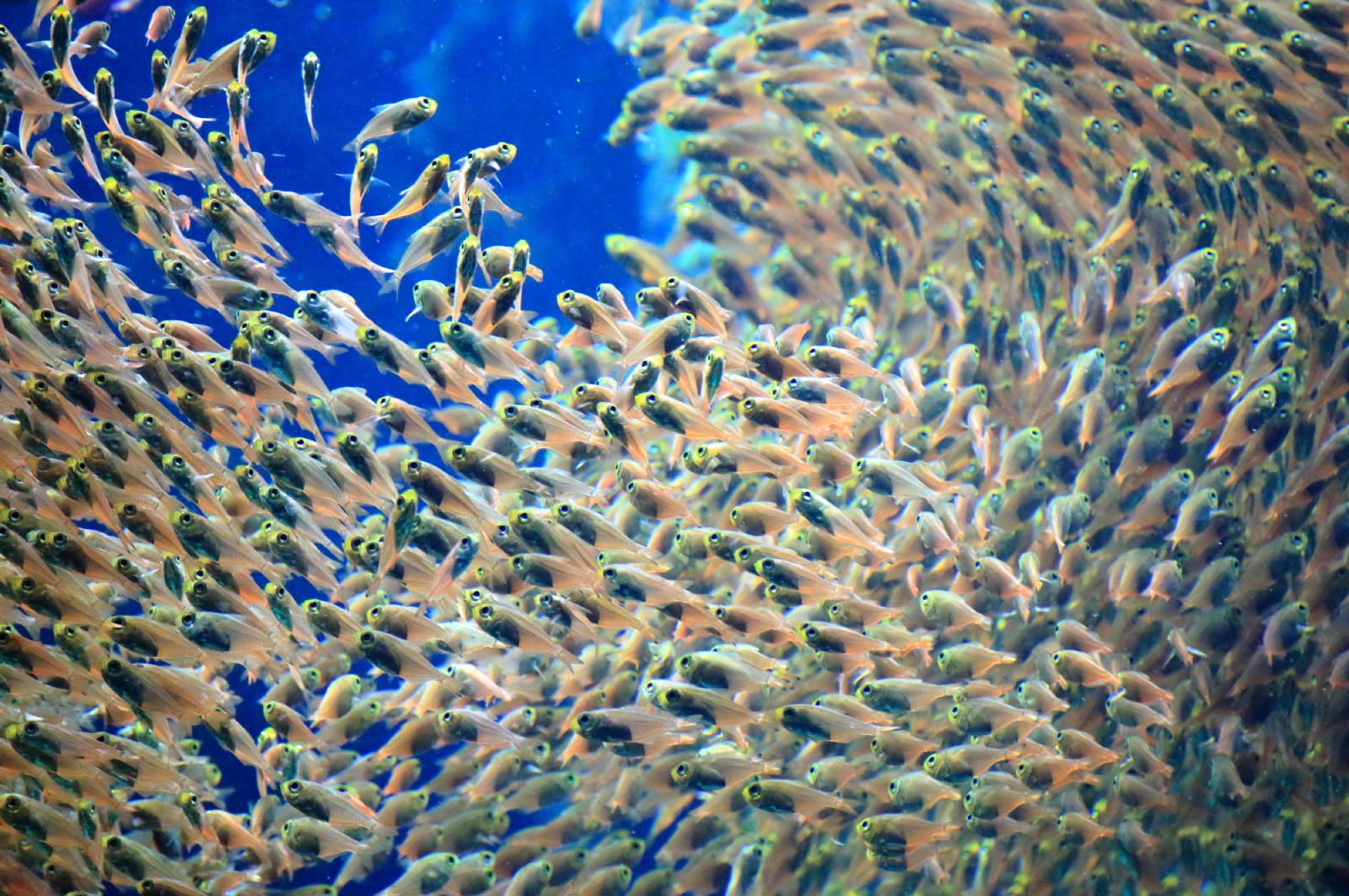 魚なんて小さい頃から見慣れてるでしょ