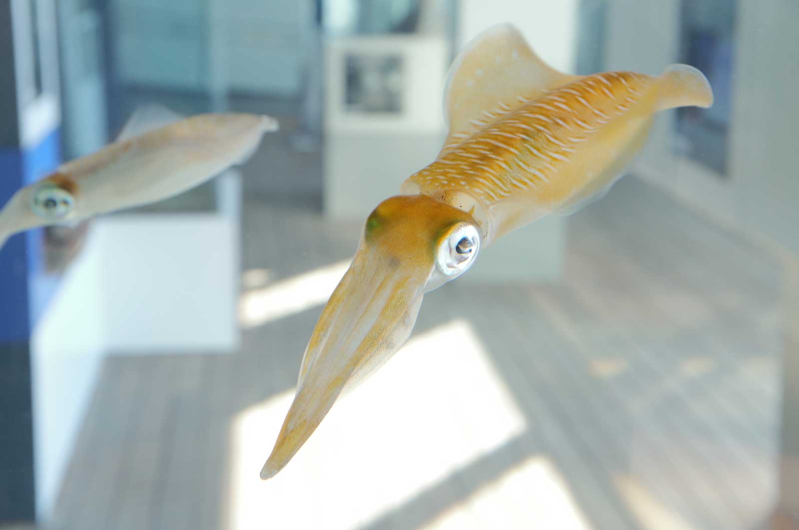 通常の水族館とは違う個性的な展示