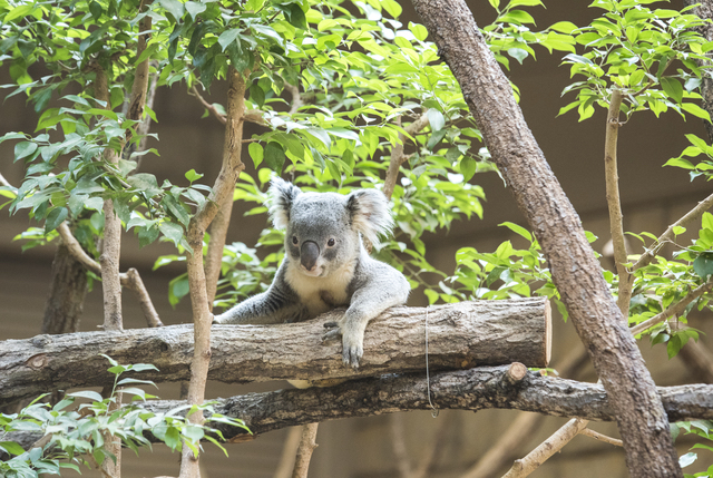 動物園のコアラ