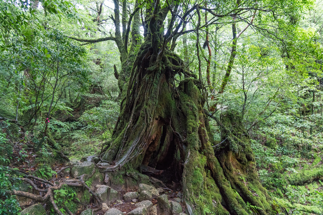 屋久島（鹿児島）