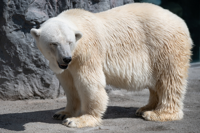 動物園のシロクマ