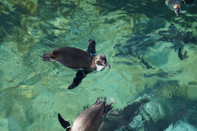 フェアリーペンギン