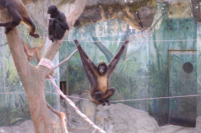 江戸川区自然動物園